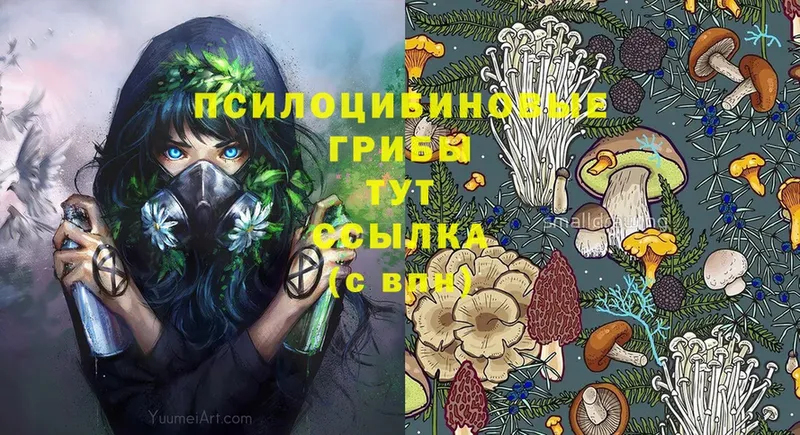 сколько стоит  Усть-Лабинск  Псилоцибиновые грибы Psilocybe 